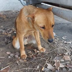 Útulek Friend - Ukrajina