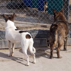 Útulek Friend - Ukrajina