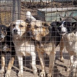 Útulek Friend - Ukrajina