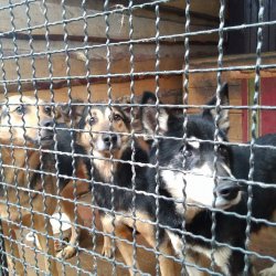 Útulek Friend - Ukrajina