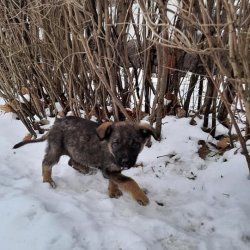 Útulek Friend - Ukrajina