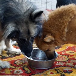 Útulek Friend - Ukrajina