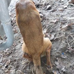 Útulek Friend - Ukrajina