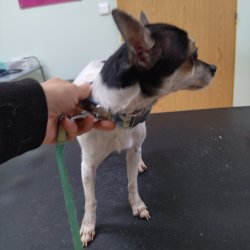 Malá Poppy na veterině