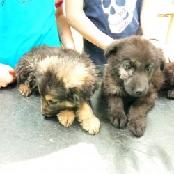 Psí kluci na veterině 