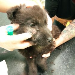 Psí kluci na veterině 