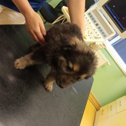 Psí kluci na veterině 