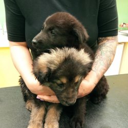 Psí kluci na veterině 