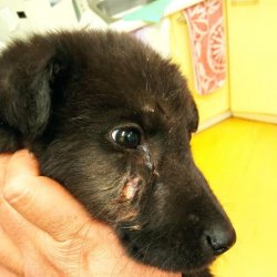 Psí kluci na veterině 