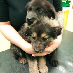 Psí kluci na veterině 