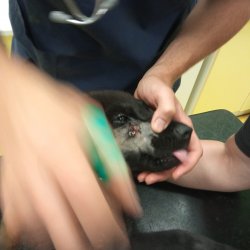 Gargamel na veterině