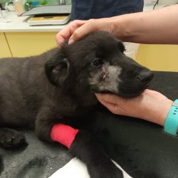 Gargamel na veterině