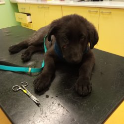 Gargamel na veterině