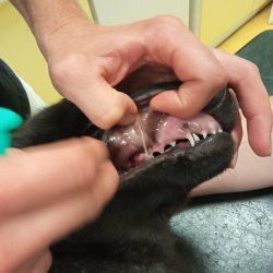 Gargamel na veterině