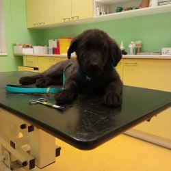 Gargamel na veterině