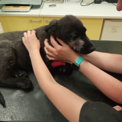 Gargamel na veterině