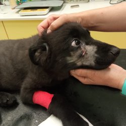 Gargamel na veterině