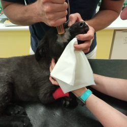 Gargamel na veterině