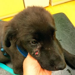 Gargamel na veterině