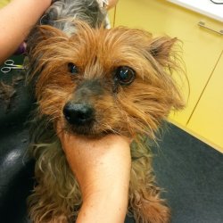 Cipísek na veterině