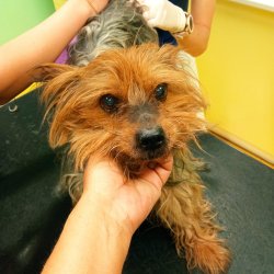 Cipísek na veterině