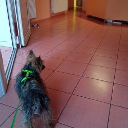 Cipísek na veterině