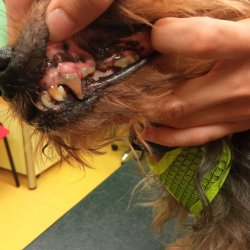 Cipísek a zubní kámen