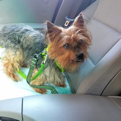 Cipísek jede z veteriny