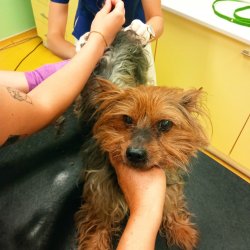 Cipísek na veterině