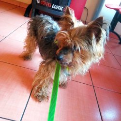 Cipísek na veterině