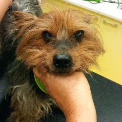 Cipísek na veterině