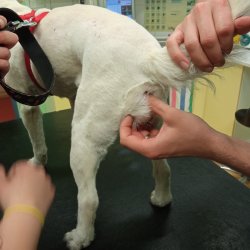 Ladynka na veterině 