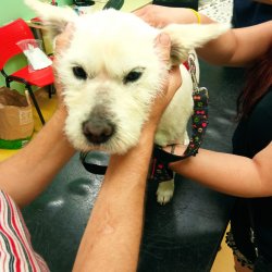 Ladynka na veterině 