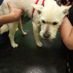 Ladynka na veterině 