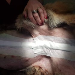 Daisy na veterině