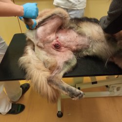 Daisy na veterině