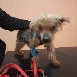 York Kubík na veterině
