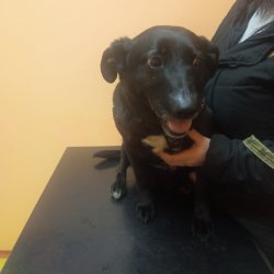 Luna na veterině