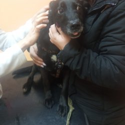 Luna na veterině