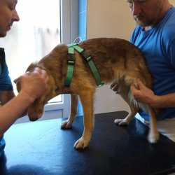 Sheilla na veterině