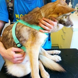 Sheilla na veterině