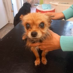Lilly na veterině