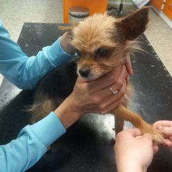 Lilly na veterině