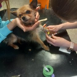 Lilly na veterině