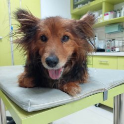 Leo na veterině