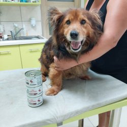 Leo na veterině