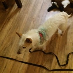 Jaruška v dočasné péči