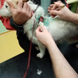 Jaruška na veterině při ošetřování