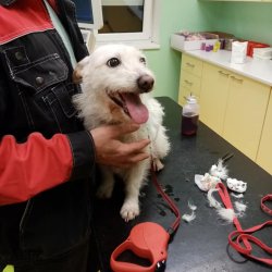 Jaruška po ošetření