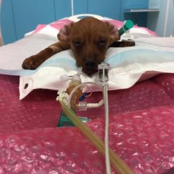 Darwin během CT vyšetření 